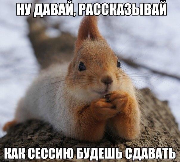 Пучок смешных картинок