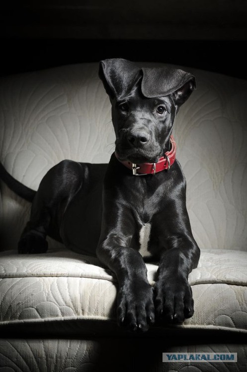 Собакочетверг