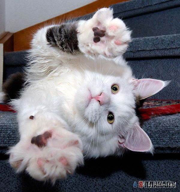 Коты, кошки, котята