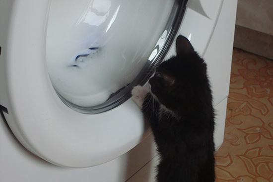 Котовторник  01.03.2016