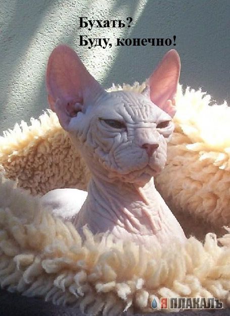 Коты Среды