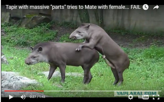 Пятая нога тапира.