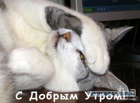 "Оскара" - котикам!