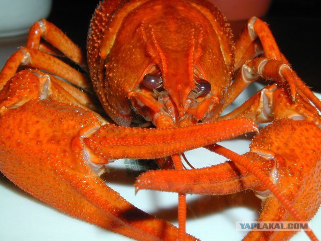 Закуски к пиву,чем мы закусываем