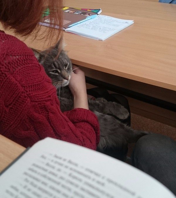 Прикольные животные