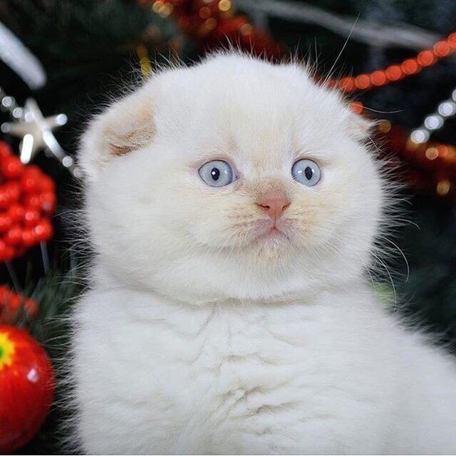 Коты из сети