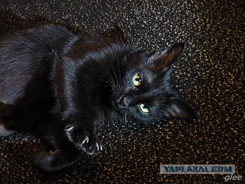Котовторник  31.01.2017
