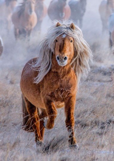 Самые смешные животные