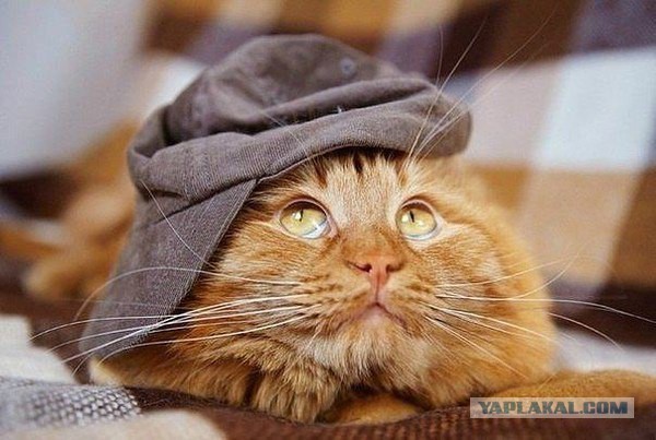 Коты и Кошки