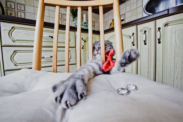 Коты и Кошки