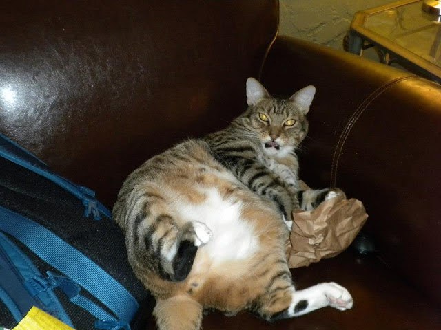Коты и Кошки