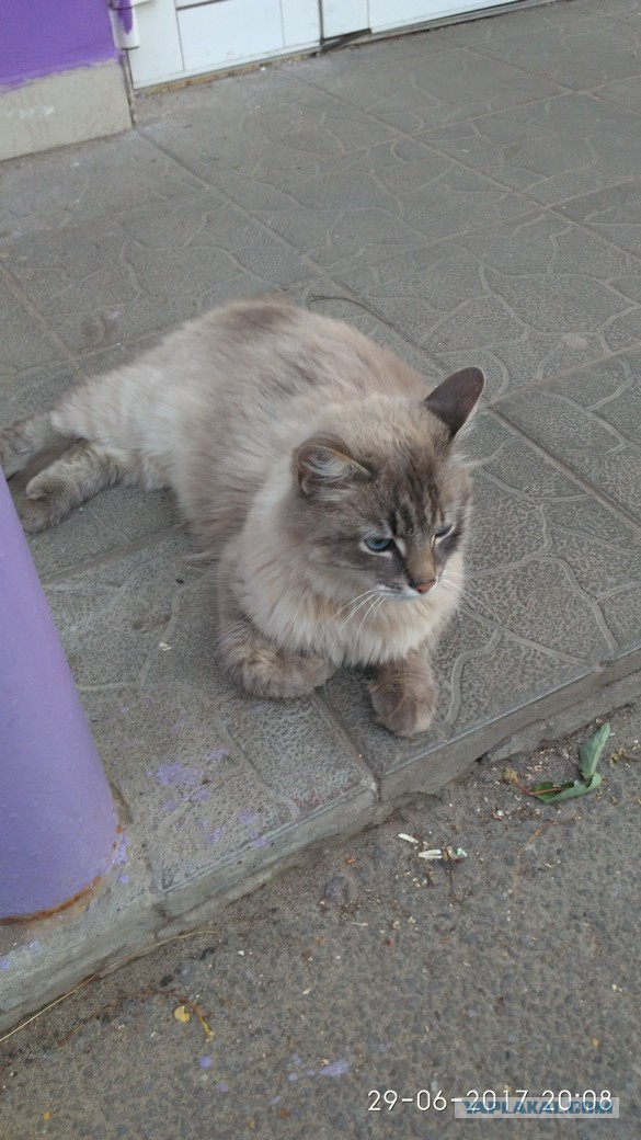 Котовторник 18.07.2017