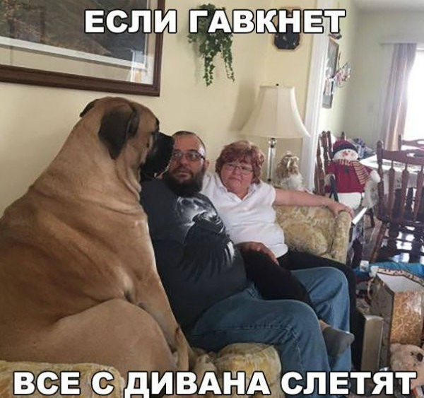 Прикольные картинки обо всем