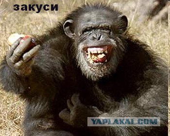 Фотокомикс: А куда ушла жена?