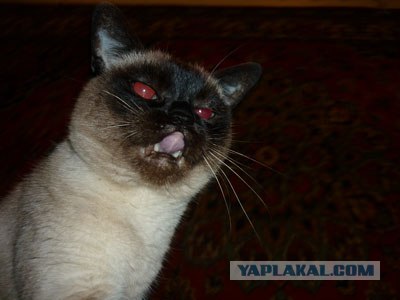 Котовторник на 24 августа