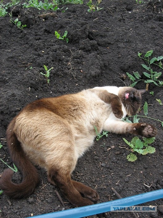 Котовторник, 19 октября