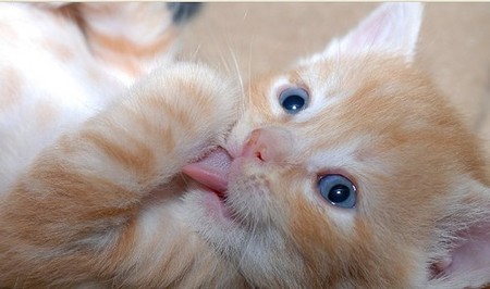 Как же можно про котовторник забыть?!