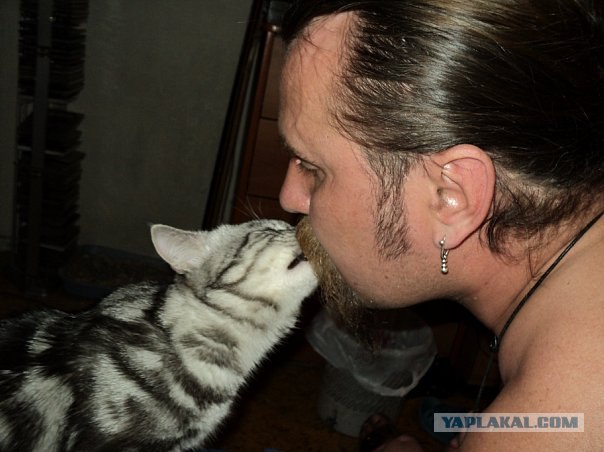 Коты, кошки и котята