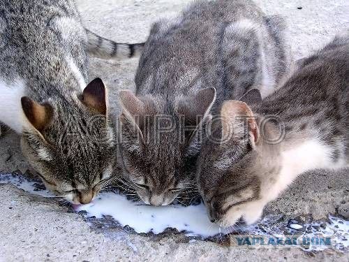 Котовторник. А как же?!