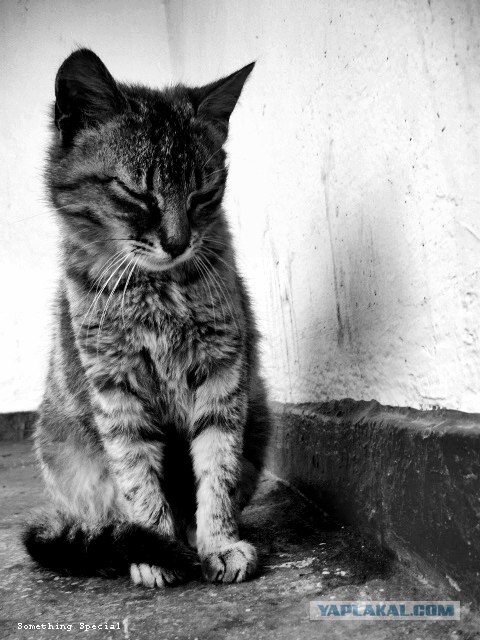Начало - Третий уровень (Котовторник)