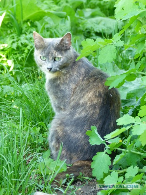 Котовторник