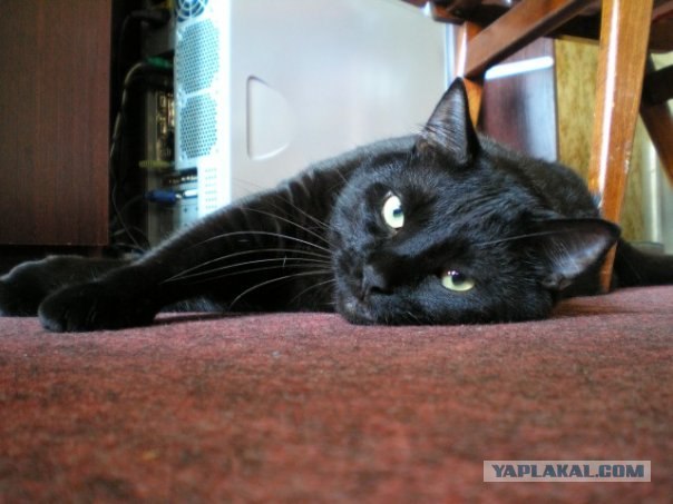 Котовторник так котовторник!
