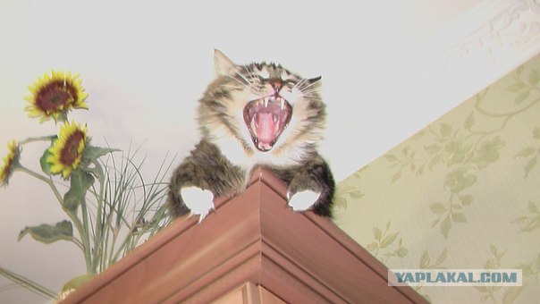 Котовторник   5.06.2012