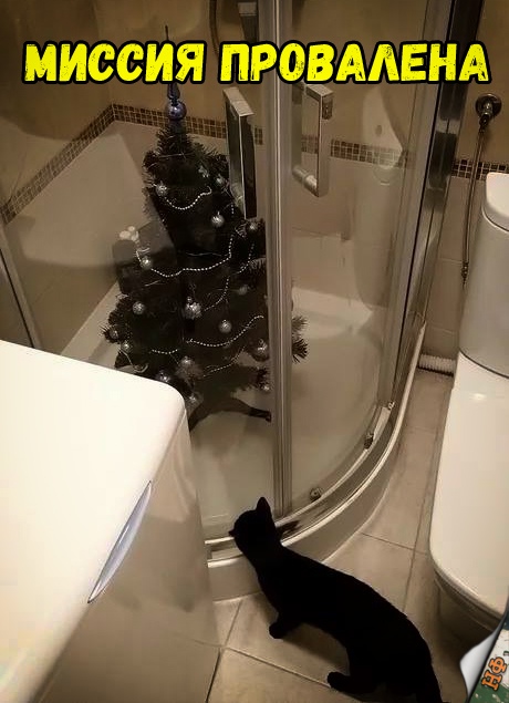 Забавные фото котеек