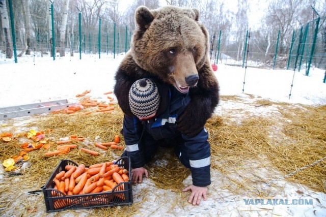 Нищебродки, не для вас мои ягодки росли!