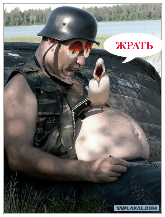 Чайка из Алькатраца