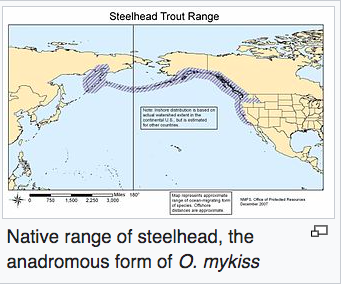 Камчатская семга холодного копчения.