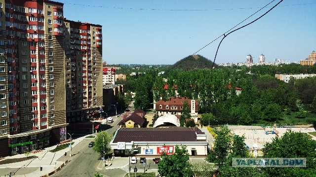 Как рязанский лесник за 20 лет вырастил лес там, где это считалось невозможным