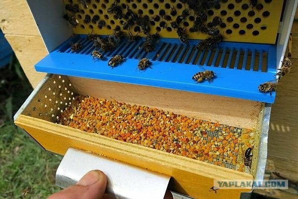 Бутылочное бесконтактное пчеловодство адвоката Егорова
