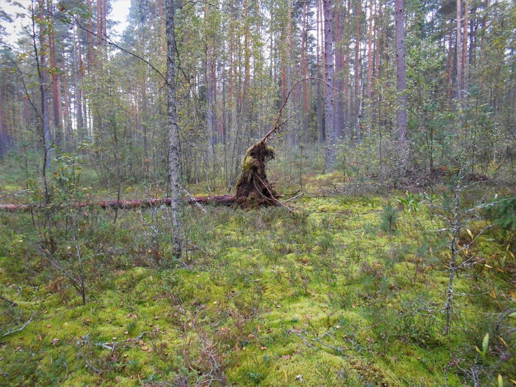Nonstop Photos Леонид Домбровский / Леший