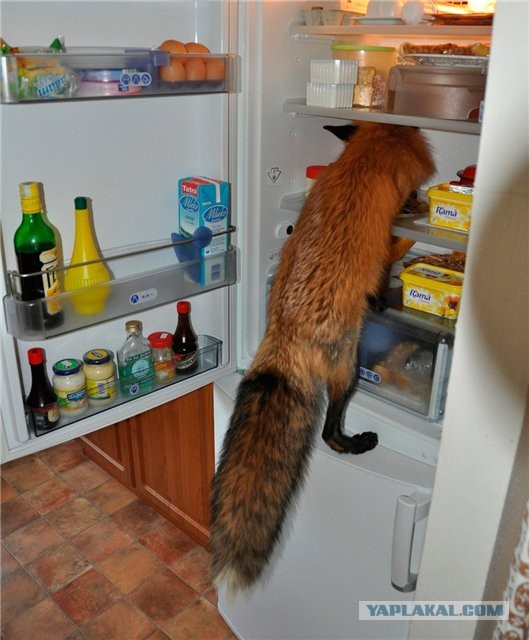 Маразм крепчал