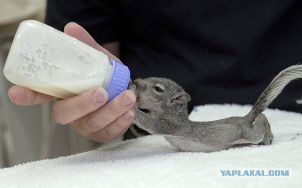 Как мы выкармливали котят.