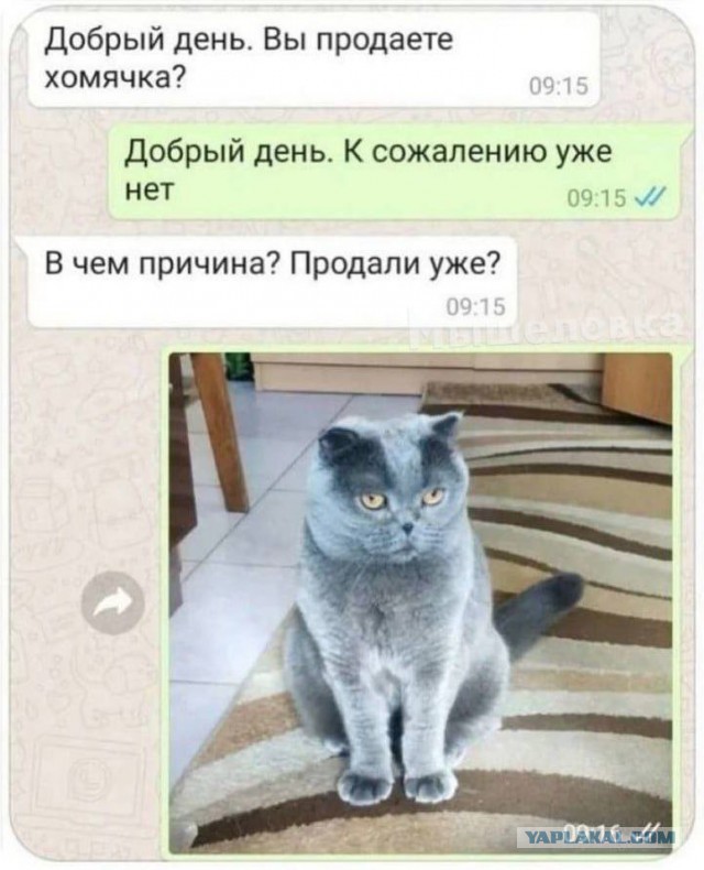 Пятниццо! Баяниццо!