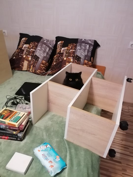 Женщина забрала домой двух котят из списка на эвтаназию