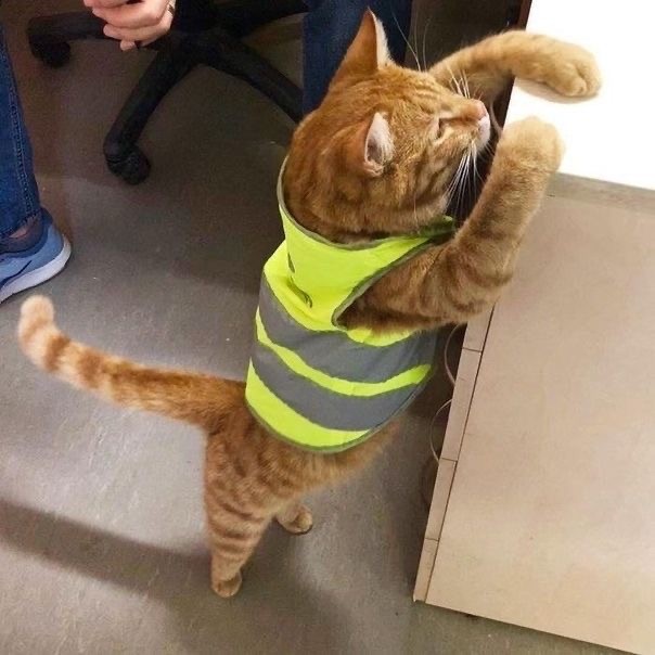 Пожилая женщина каждый день наряжает и фотографирует своего кота