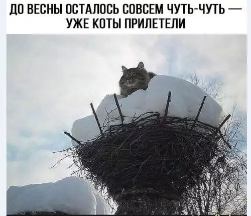 К котовторнику: подборка картинок-баянов с котиками и про котиков. Выпуск 35.