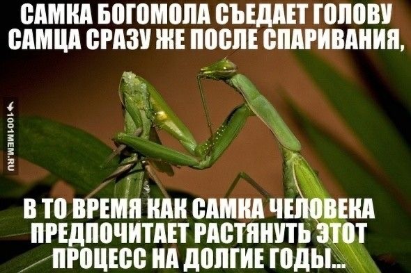 Смертельная схватка