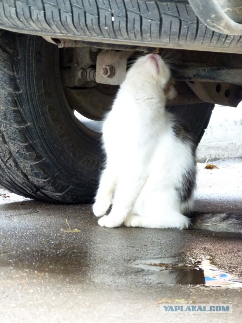 Котовторник на 24.09.2013г