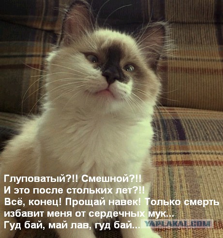 Глуповатый и одновременно смешной котенька)))