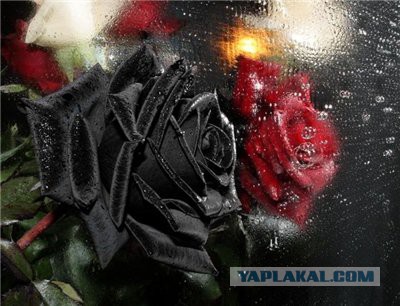 Черный волк