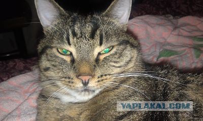 Котовторник 29.04.14.