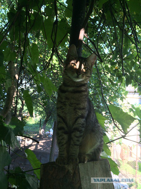 Котовторник 05.08.2014