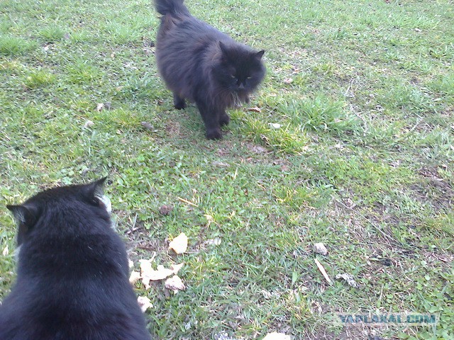 Котовторник 25.11.2014