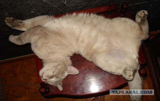 Коты, постигшие искусство сон-фу.