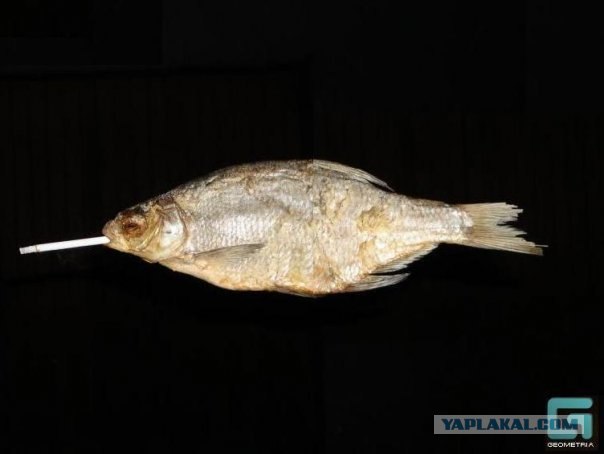 Фототелефон