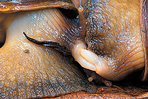 "Побег из Шоушенка"